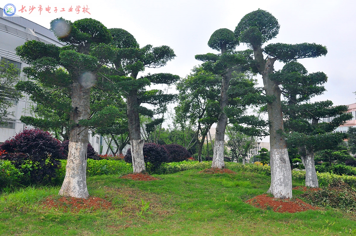 
長沙市電子工業(yè)學(xué)校校園美景
