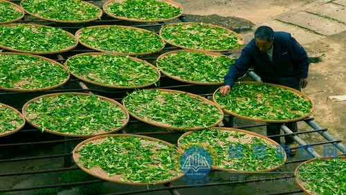 茶葉生產與加工